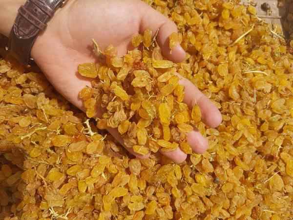 تصویر 2 از کشمش صادراتی ایران حاصل تولید تخصصی باغداران کشور